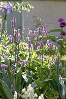 Bordure de jardin avec fleurs d'iris, de renouée et d'allium