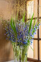 grands vases en verre avec Delphiniums et feuillage d'herbe Stipa gigantea