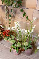 Pots de bulbes à fleurs - Glaïeul 'La Mariée' et Allium karataviense