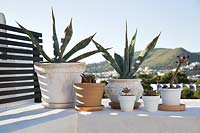 Plantes en pot sur la terrasse du toit