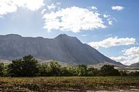Montagnes et vignoble, Tulbagh Valley, Afrique du Sud