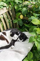 Chats dormant sur un banc de jardin