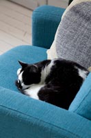 Chat animal endormi sur un fauteuil