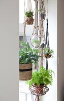 Plantes d'intérieur dans des paniers suspendus