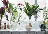 Plantes d'intérieur et fleurs coupées dans des pots en verre