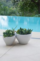 Plantes en pot à côté de la piscine à débordement