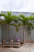 Patio avec palmiers