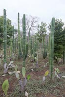 Jardin tropical avec cactus