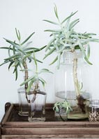 Plantes succulentes en bouteilles de verre
