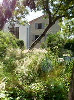 Jardin informel avec des herbes