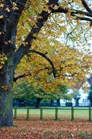 Arbres matures au feuillage d'automne