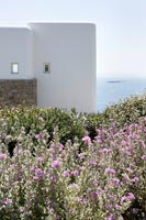 Plantes méditerranéennes dans le jardin côtier