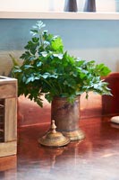 Bouquet de persil en pot métallique