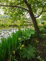 Drapeau Iris poussant par lac