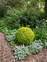 Bordure de jardin avec arbuste taillé et Stachys