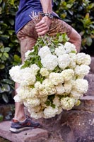 Homme, Porter, bouquet, hortensia, fleurs
