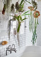 Plantes d'intérieur autour du bain