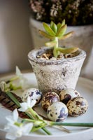 Succulentes en pot avec des œufs de caille et des fleurs de Narcisse