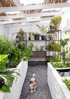Plantes sur des étagères et dans des jardinières avec chien de compagnie
