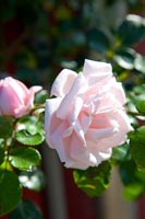 Rose rose en été