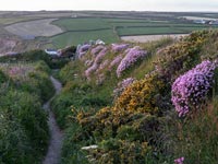Chemin de la côte sud-ouest sur le lézard, près de Gunwalloe, Cornwall. Fleurs sauvages