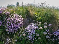 Rose de mer ou d'épargne sur les berges herbeuses à Cornwall