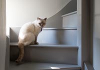 Chat sur des escaliers en bois peint
