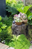 Petite souche d'arbre et jardin de tourbière avec des plantes à fleurs dans des conteneurs