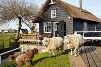 Moutons et un chien à l'extérieur de la maison en bois avec toit de chaume