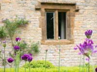 Alliums en fleurs dans le jardin - Maison traditionnelle en pierre des Cotswolds