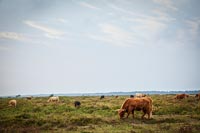Pâturage du bétail sur les prairies côtières