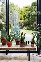 Table en bois avec des cactus en pots dans une véranda moderne