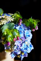 Fleurs d'hortensia coupées