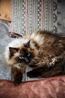 Gros plan chat au repos sur le canapé