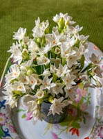 Bouchent les fleurs de narcisse Paperwhite
