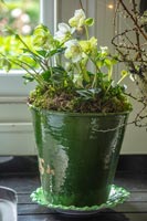 Close up pot de fleurs contenant des hellébores