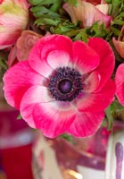 Bouchent fleur d'anémone rose