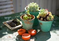 Pots de plantes succulentes sur table de jardin