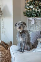 Amanda Knox Christmas Feature - Portrait de chien de compagnie
