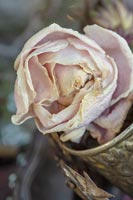Fleur de pivoine rose pâle séchée