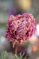 Pivoine rose séchée