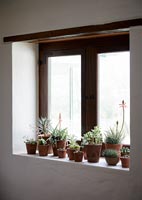Plantes d'intérieur sur le rebord de la fenêtre