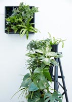 Plantes vertes dans des conteneurs noirs, certains sur une échelle peinte