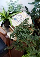 Plantes vertes sur et autour de la table d'appoint avec des livres