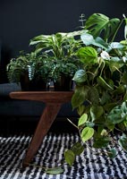 Plantes vertes dans le salon sombre