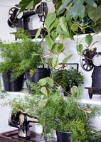 Plantes vertes sur bibliothèque blanche avec machines à coudre vintage