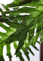 Grande feuille verte - détail plante d'intérieur