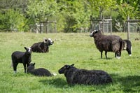 Moutons dans le champ