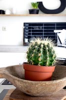 Plante d'intérieur de cactus