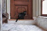 Chat noir assis sur la marche